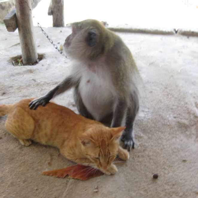 jess monkey and cat